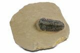 Phacopid (Acastoides) Trilobite - Foum Zguid, Morocco #359148-3